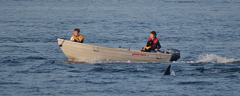 Tarbert Swans