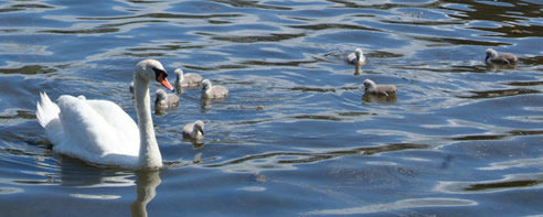 Tarbert Swans