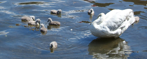 Tarbert Swans