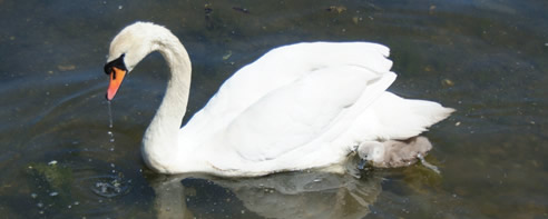Tarbert Swans