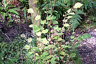 Kintyre Shrubs