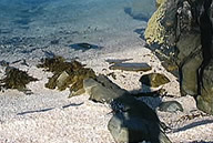 Beach made from shells on Loch Fyne