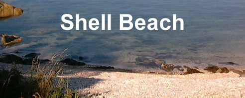 Shell Beach