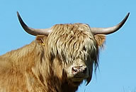 Highland Cow