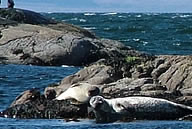 Seals