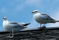 Seagulls